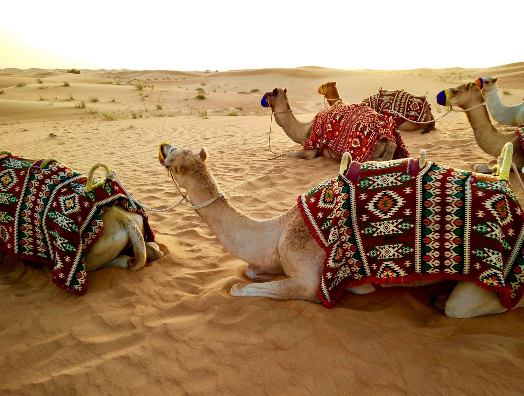 Camels in embroidered saddles resting on the sand